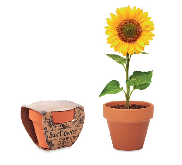 Tegla Sunflower terakota sa sjemenom suncokreta