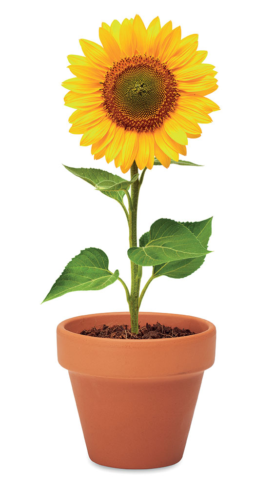 242485-EC Tegla Sunflower terakota sa sjemenom suncokreta