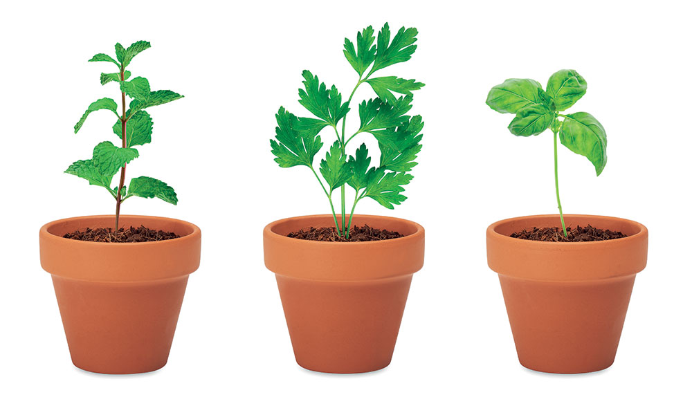 242486-EC Set teglica Flowerpot sa sjemenom začinskog bilja menta, peršin i bosiljak