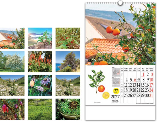00214-EC Kalendar LJEKOVITO BILJE 13L, 33x48+7 s rot.krugom, vrećica P25 NP 2027