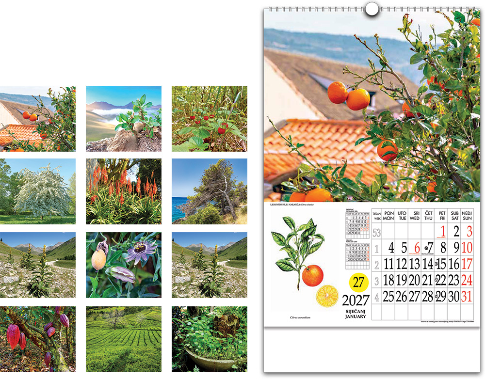 00214-EC Kalendar LJEKOVITO BILJE 13L, 33x48+7 s rot.krugom, vrećica P25 NP 2027
